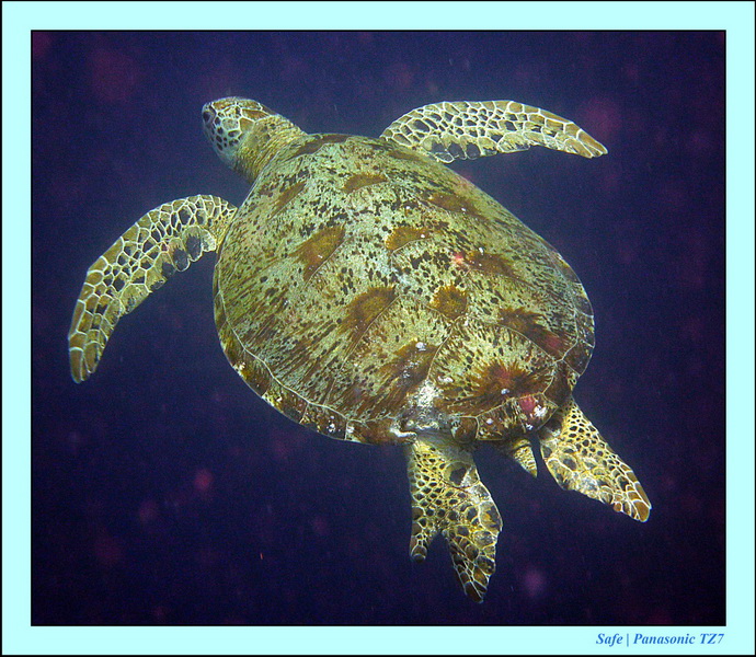 2011 - 08 - Borneo - Mataking 11